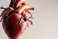 cara-kerja-jantung cara kerja jantung