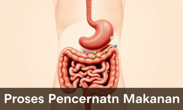 proses pencernaan makanan