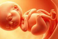 perkembangan janin 5 bulan